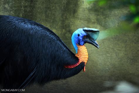 Kasuari, Burung Purba Penjaga Hutan Papua | Leuser Conservation Partnership