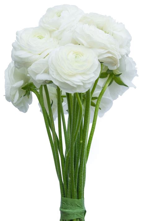 White Ranunculus Fresh Blooms For Sale Flower Explosion