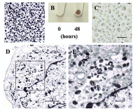 Uptake Of Individual Naked Melanosomes Isolated From Normal Human