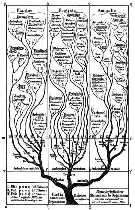 The Evolutionary Tree of Life Is Dying – Creation Moments