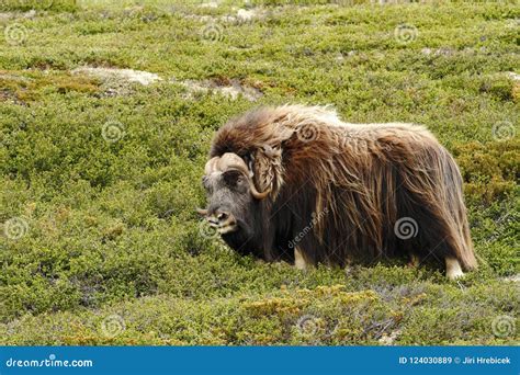 Muskox Ovibos Moschatus Musk Ox Bull Peacefully Standing On Grass In