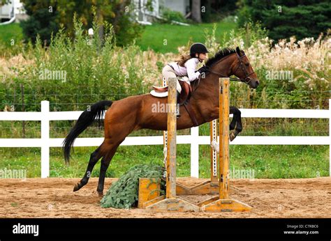 Pony Springen Zaun Fotos Und Bildmaterial In Hoher Aufl Sung Alamy