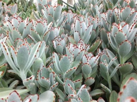 Características Y Cultivo De La Oreja De Gato Kalanchoe Kalanchoe Tomentosa Consejos Para Mi