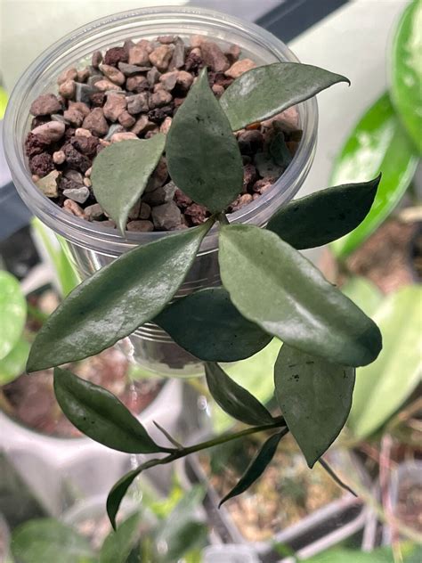 Hoya Lacunosa Louisas Silver Rooted Cutting Etsy