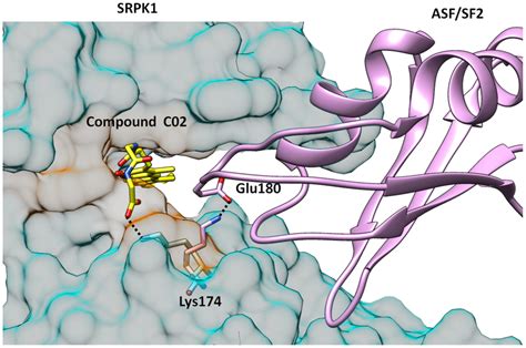 Identification Of A Novel And Potent Small Molecule Inhibitor Of Srpk