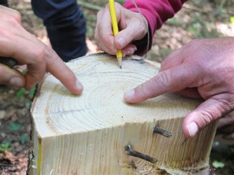 Naturbezogene Umweltbildung Mit Jugendlichen SILVIVA