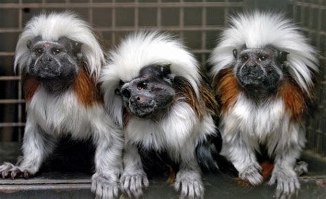 Common Marmoset Pet Krkime