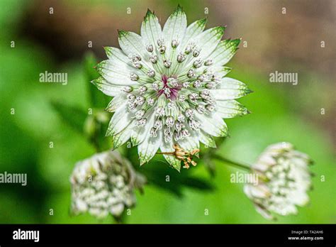 Greater Masterwort Astrantia Major Hi Res Stock Photography And Images