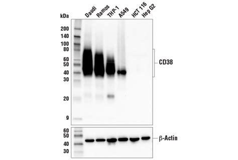 CD38 E7Z8C XP Rabbit MAb BSA And Azide Free Cell Signaling