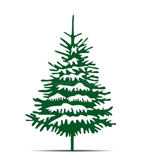 Green Spruce Tree With Roots Vector Illustration And Icon Evergreen