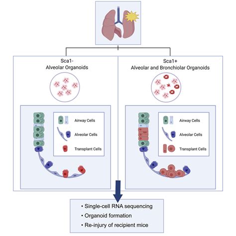 Progenitor Potential Of Lung Epithelial Organoid Cells In A