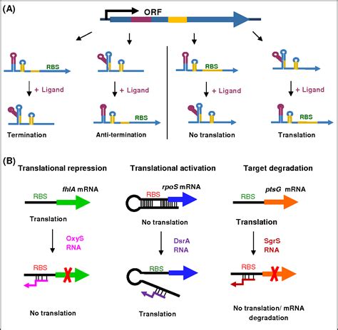 Figure From The Roles Of Rhle And Hfq In Srna Dependent Gene