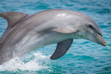 Are Dolphins Mammals? - WorldAtlas