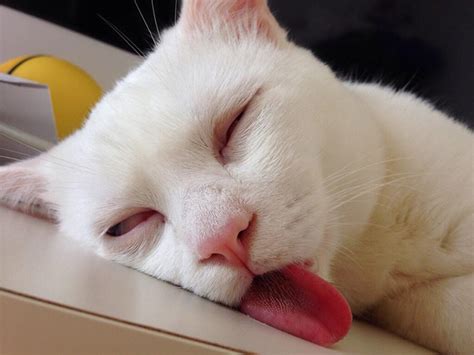 Cat With The Funniest Sleeping Face Ever