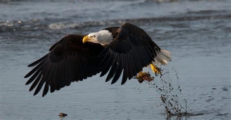 Peregrine Falcon Vs Bald Eagle The Key Differences A Z Animals