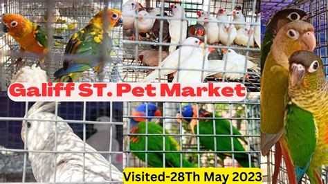 Recent Week All Exotic Bird Price Galiff Street Cheapest Bird Market