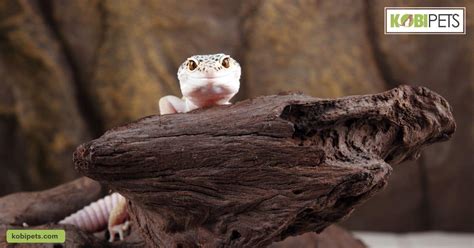 Tips For Choosing a Leopard Gecko Substrate - Kobi Pets