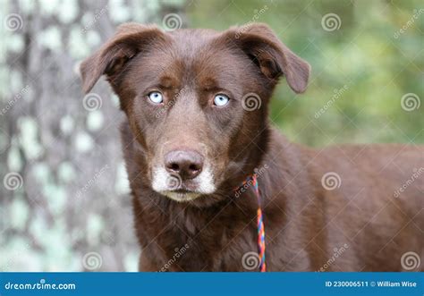 Chocolate Lab And Husky Mix Dog With Blue Eyes Stock Image, 53% OFF