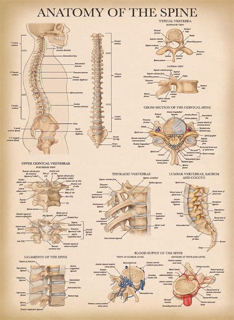 Palace Learning Pack Vintage Anatomy Poster Set Laminated