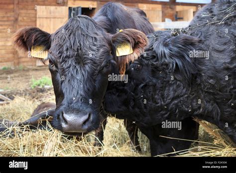 Galloway breed of cattle Stock Photo - Alamy