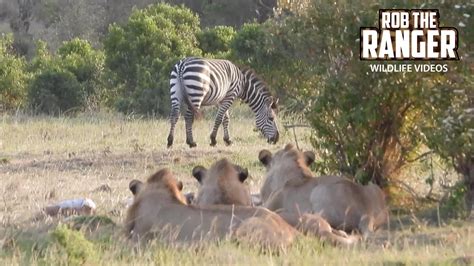 Lions Too Lazy To Hunt Maasai Mara Safari Zebra Plains Youtube