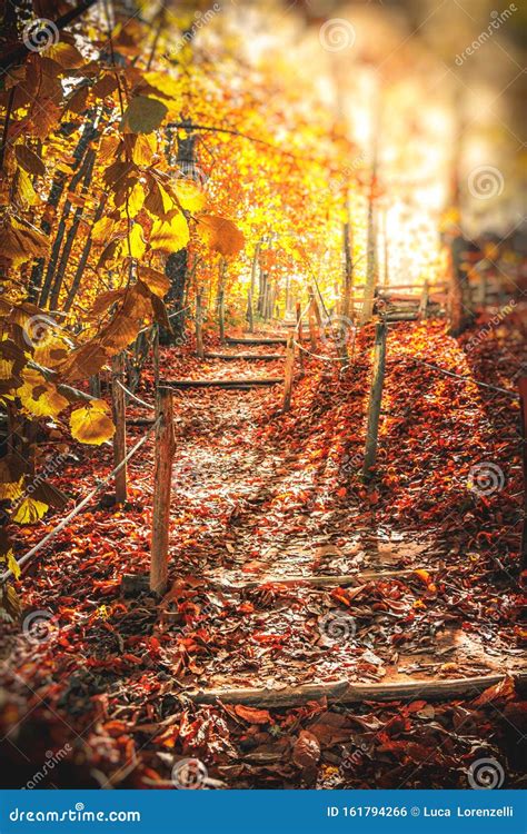 Autumn Path In The Woods Sunlight Morning Fall Vertical Stock Photo