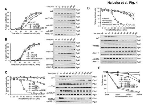 Genetic Interactions Between Cdc55Δ And S Phase Checkpoint Mutants A