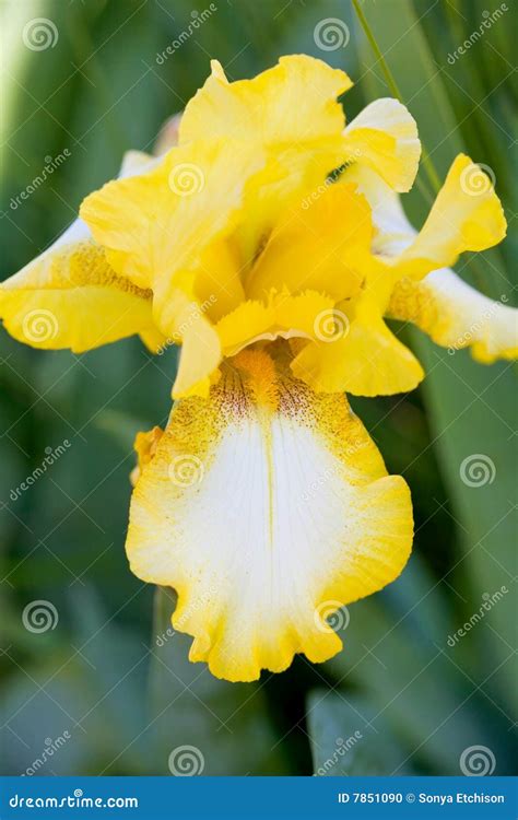 Yellow Bearded Iris stock photo. Image of spring, green - 7851090