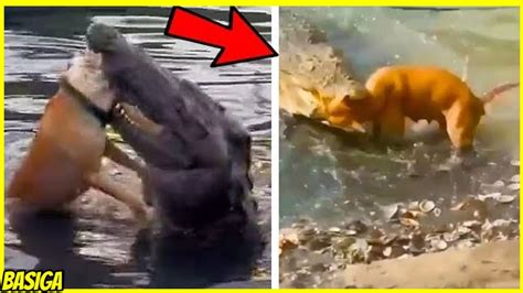 Mengerikan Detik Anjing Diserang Buaya Saat Berenang Di Sungai