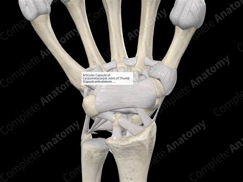 Articular Capsule of Carpometacarpal Joint of Thumb | Complete Anatomy