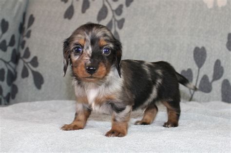 dachshund rescue missouri 5