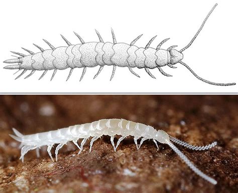 symphylans encyclopedia  arkansas