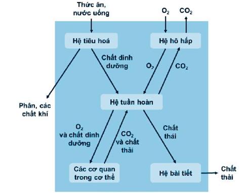 Dựa vào kiến thức đã học em hãy vẽ sơ đồ thể hiện mối quan hệ giữa hệ