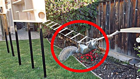 Backyard Squirrel Maze 10 Ninja Warrior Course Youtube