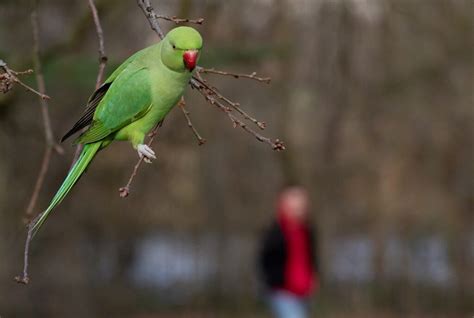 So… Why On Earth Are There So Many Parakeets in London? London x London