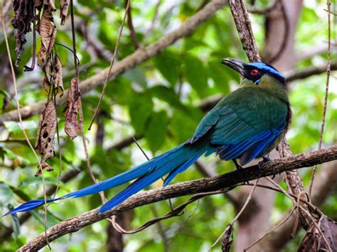 Salento Tour Privado De Observaci N De Aves Para Principiantes E