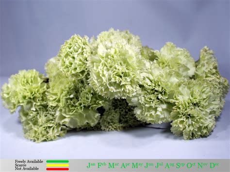 Green Carnations – FlowerZone