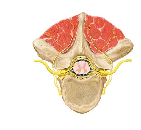 Figure 18 3 Spinal Cord With Branches Of A Spinal Nerve A Transverse