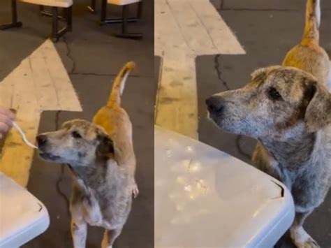 VIDEO Perrito Callejero Llora Al Recibir Comida Y Se Vuelve Viral En TikTok