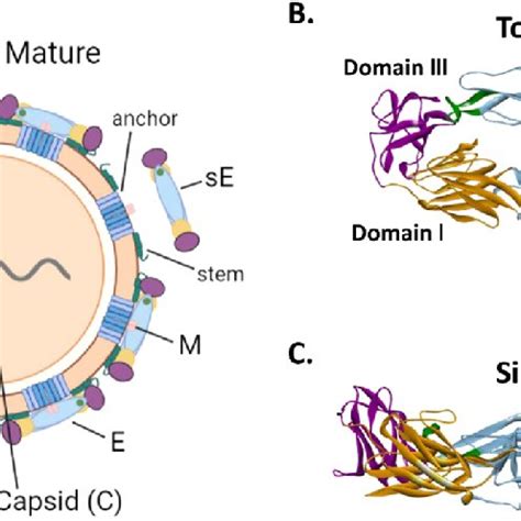 Structure Of The Dengue Virus Envelope Protein A Schematic