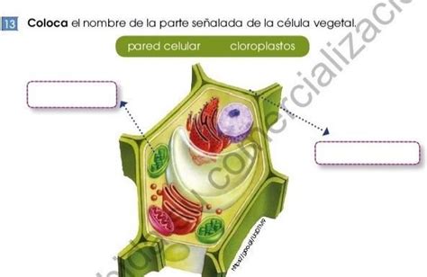 coloca el nombre de la parte señalada de la célula vegetal pared