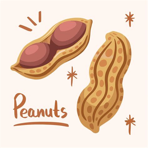 Whole And Opened Double Peanut Vector Illustration Set On Plain