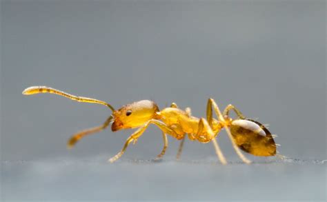 pharaoh ant monomorium pharaonis  australia