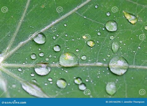 Gotas De Lluvia En Hojas De Nasturcio Foto De Archivo Imagen De Hoja