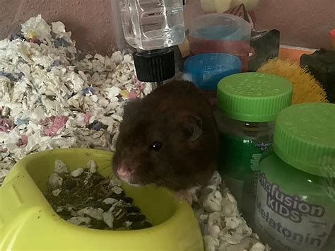 The Fascinating Variety of Syrian Hamster Colors