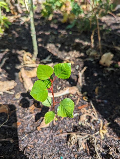 Unknown sapling : r/PlantIdentification