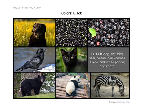Mysterious Black: Exploring the Color and its Fascinating Wonders
