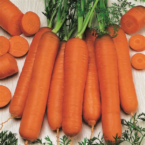 Carrot Berlicum 2 Kings Seeds Direct