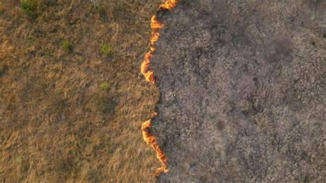 Ca Tico En El Pantanal Brasile O Enfrentan Incendios Hist Ricos