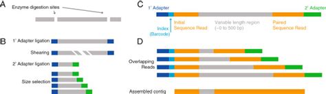 Pairedend Rad Sequencing Overview A Genomic Dna Is Digested With A